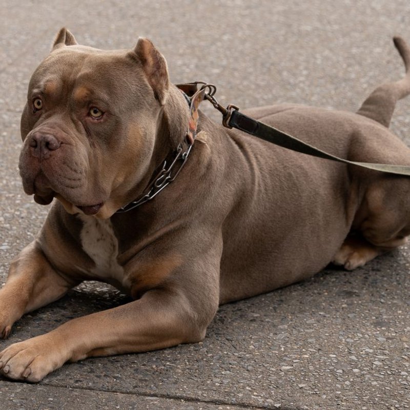American Bully - photo galerie 2