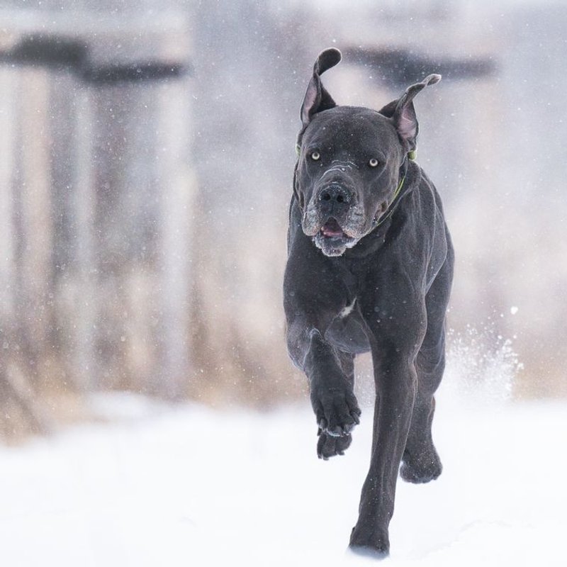 Cane Corso - photo galerie 1