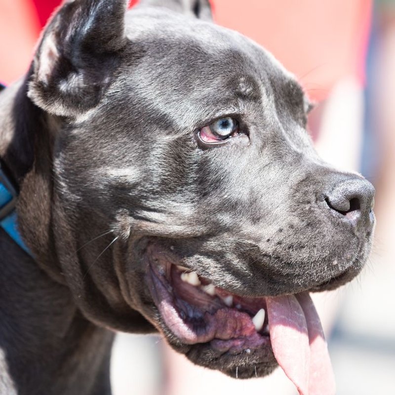 Cane Corso - photo galerie 2