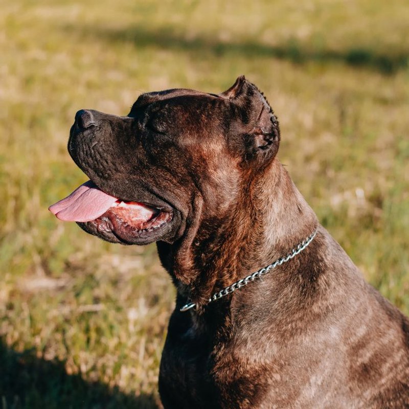 Cane Corso - photo galerie 4