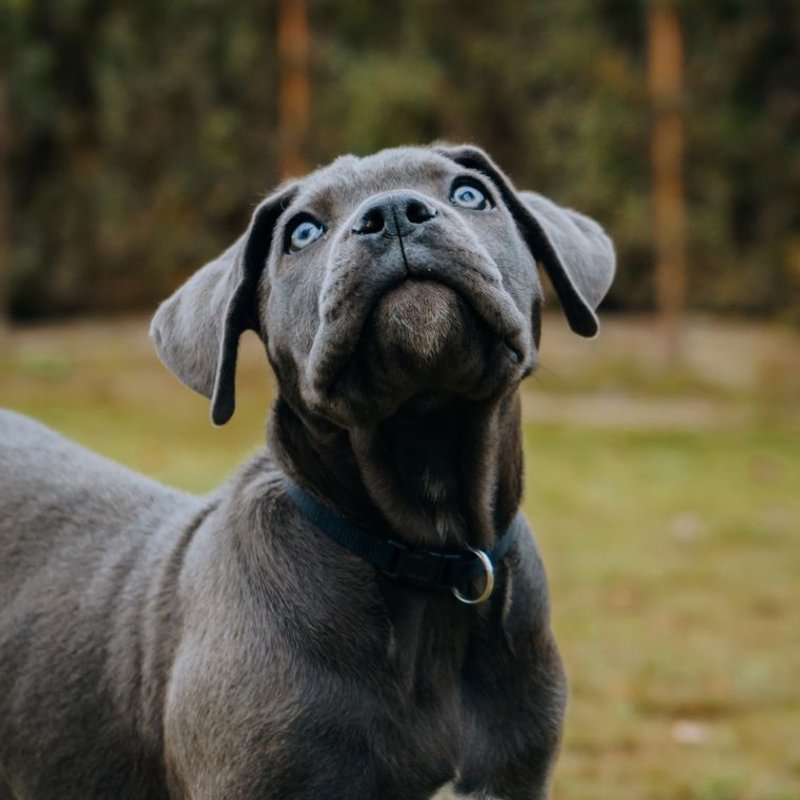 Cane Corso - photo galerie 3