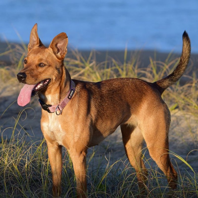 Australian Kelpie - photo galerie 4