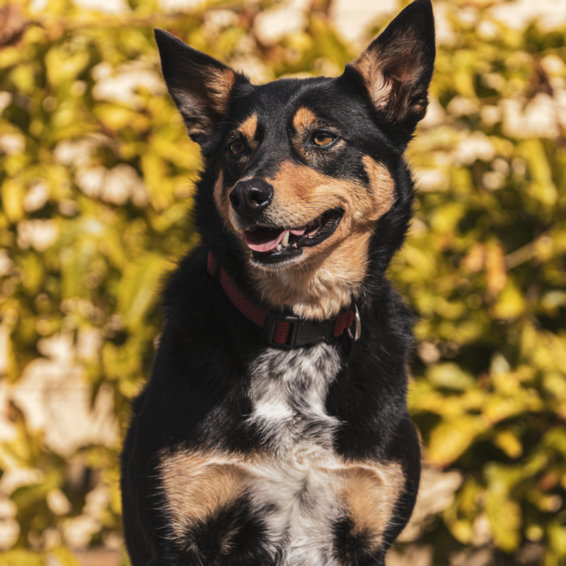 Australian Kelpie - photo galerie 2