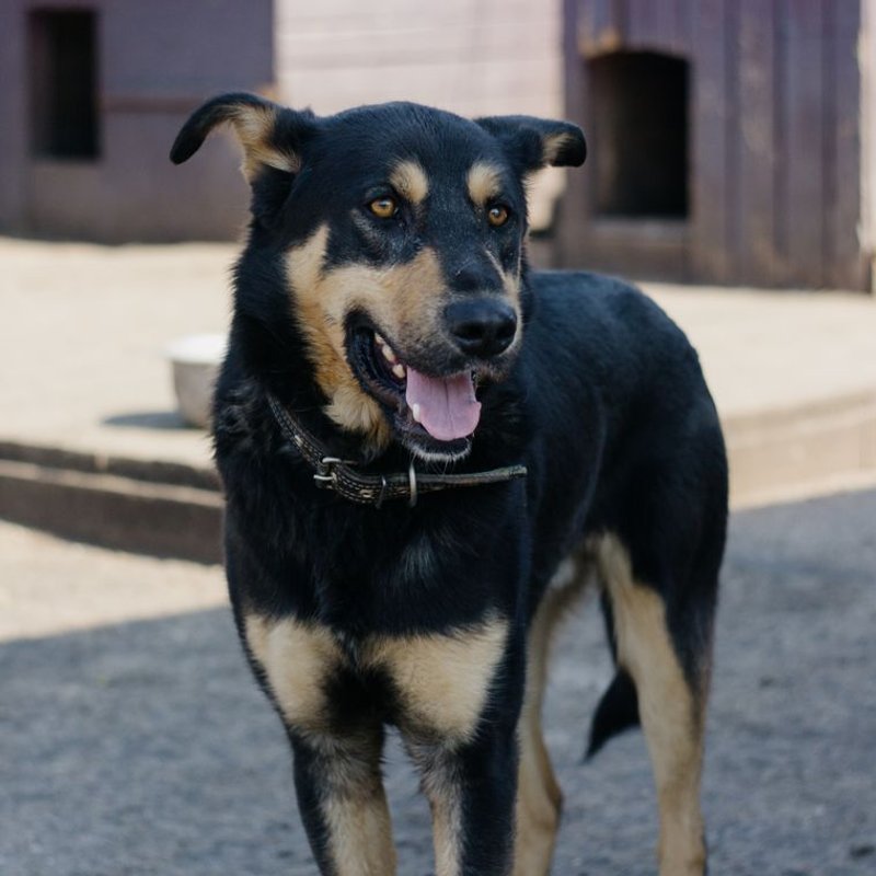 Australian Kelpie - photo galerie 3