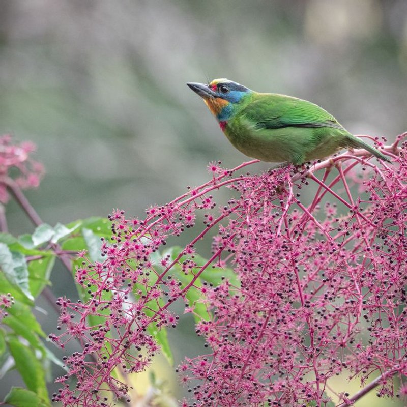 Barbet - photo galerie 4