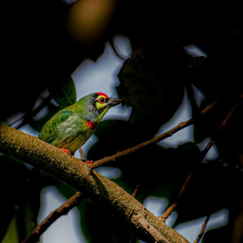 Barbet - photo galerie 2
