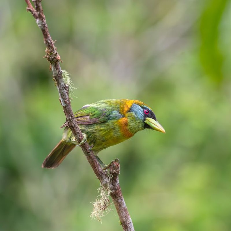 Barbet - photo galerie 1