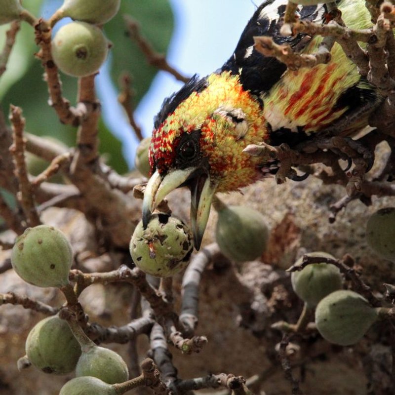Barbet - photo galerie 3