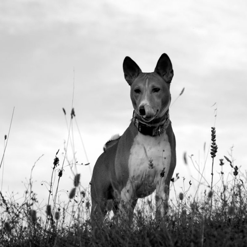 Basenji - photo galerie 1