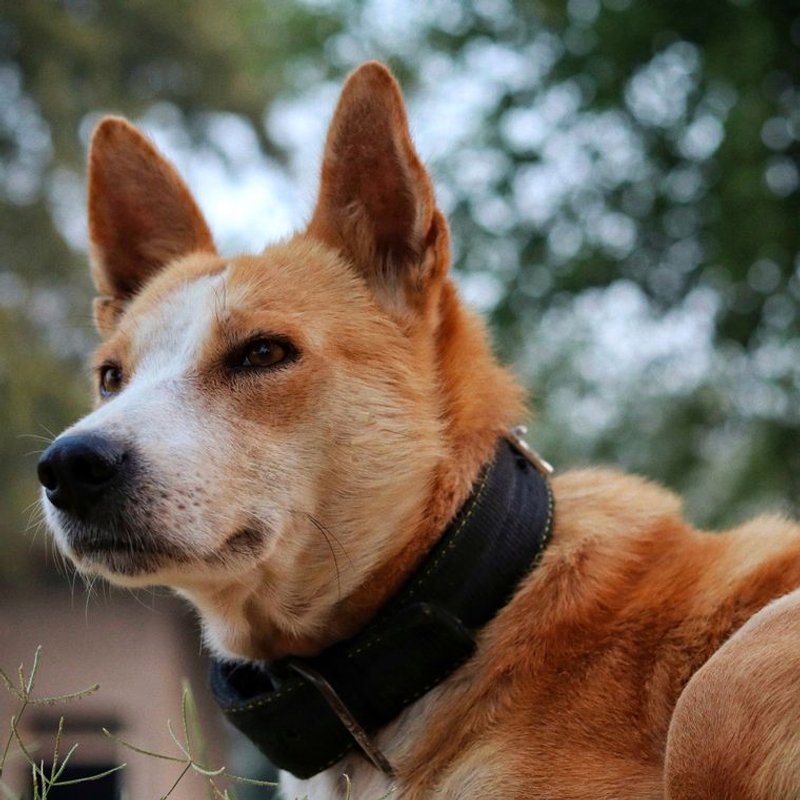Basenji - photo galerie 2