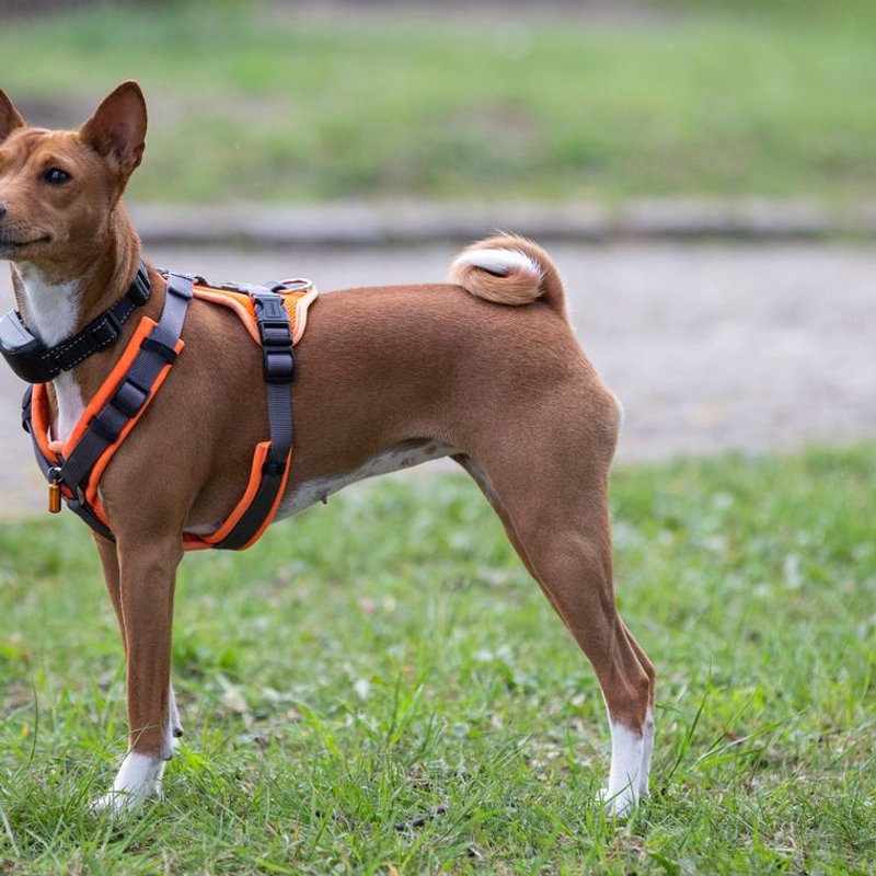 Basenji - photo galerie 3