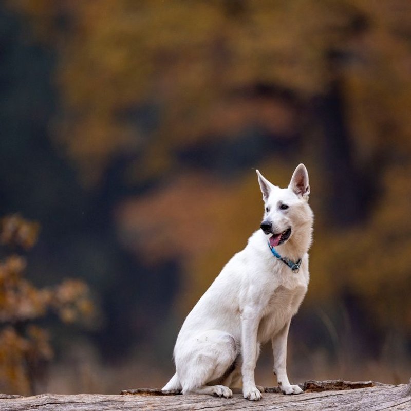 Berger Blanc Suisse - photo galerie 4