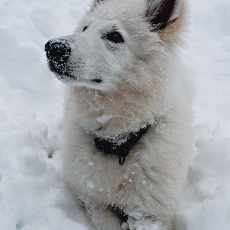 Berger Blanc Suisse - photo galerie 1