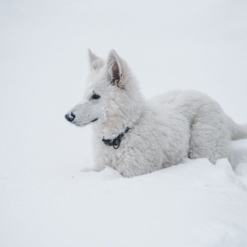Berger Blanc Suisse - photo galerie 3