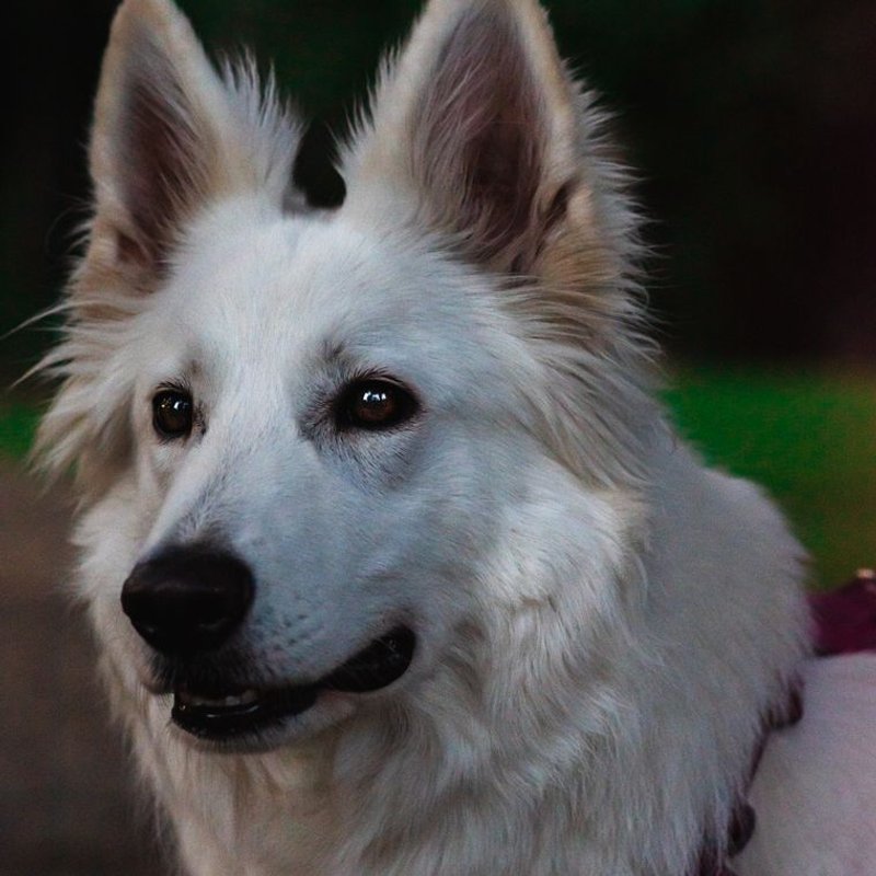 Berger Blanc Suisse - photo galerie 2