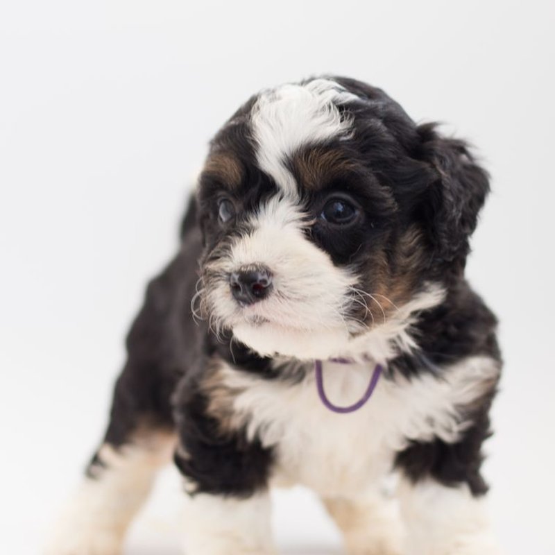 Bernedoodle - photo galerie 3