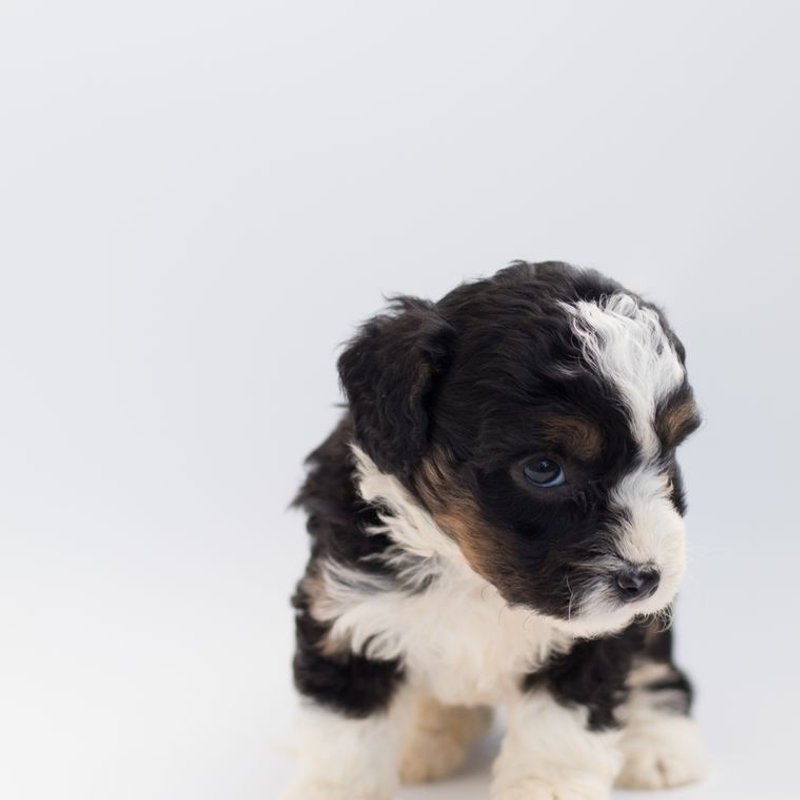 Bernedoodle - photo galerie 4