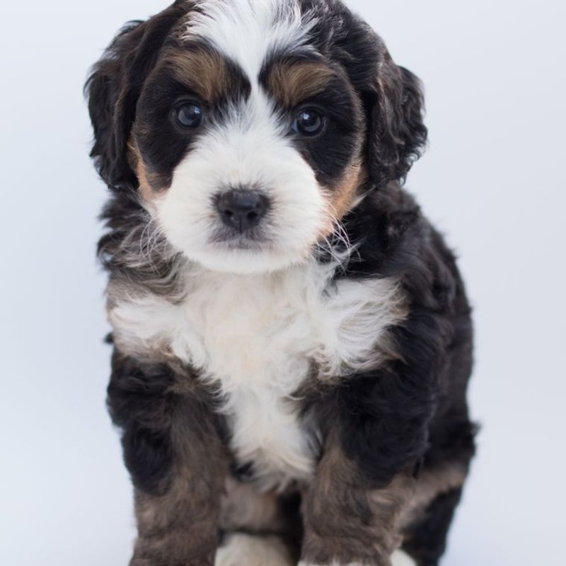 Bernedoodle - photo galerie 1
