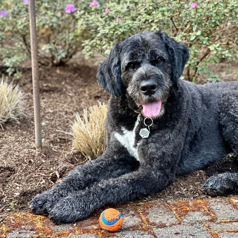 Bernedoodle - photo galerie 2