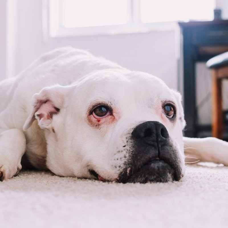 Bouledogue Américain - photo galerie 1