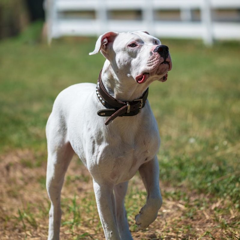 Bouledogue Américain - photo galerie 2