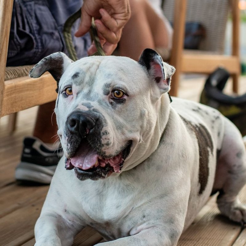 Bouledogue Américain - photo galerie 4