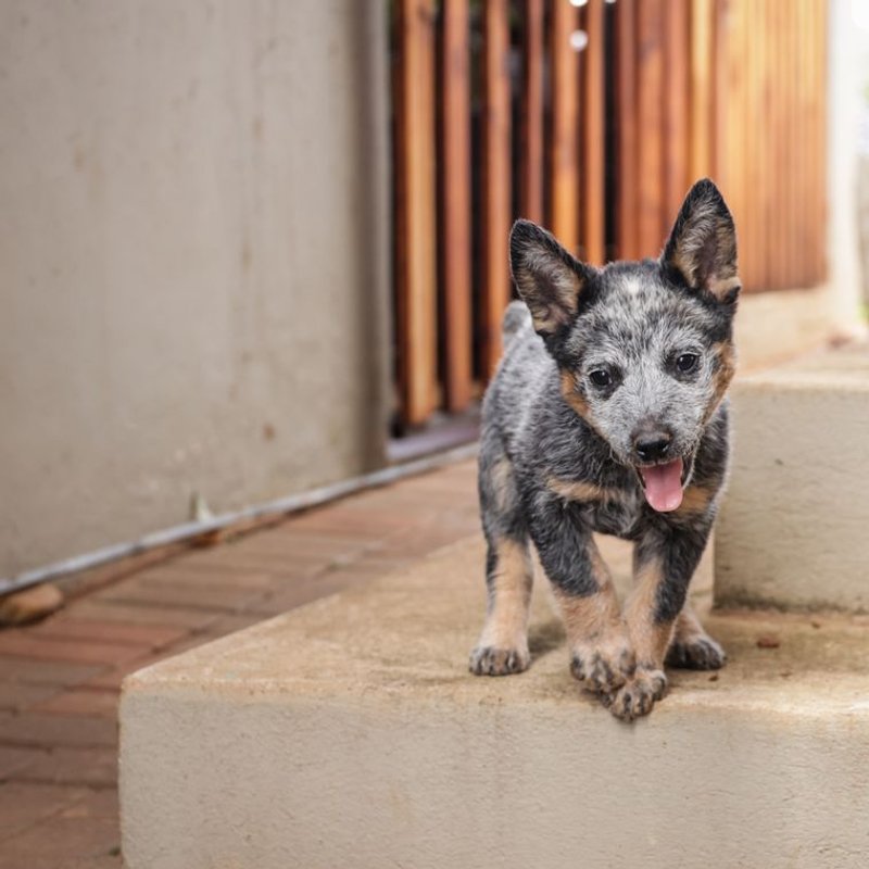 Bouvier Australien - photo galerie 4