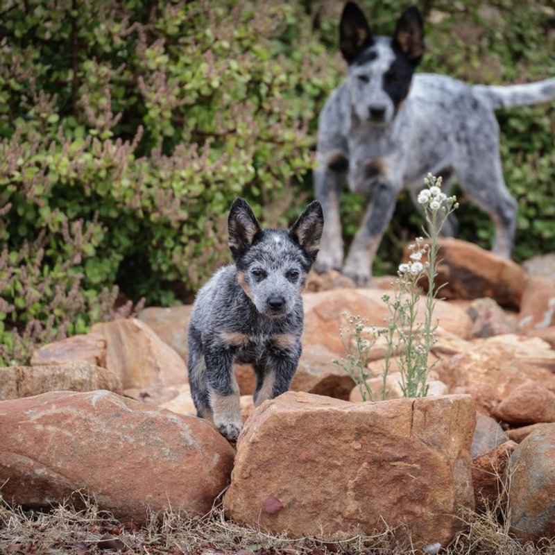 Bouvier Australien - photo galerie 3