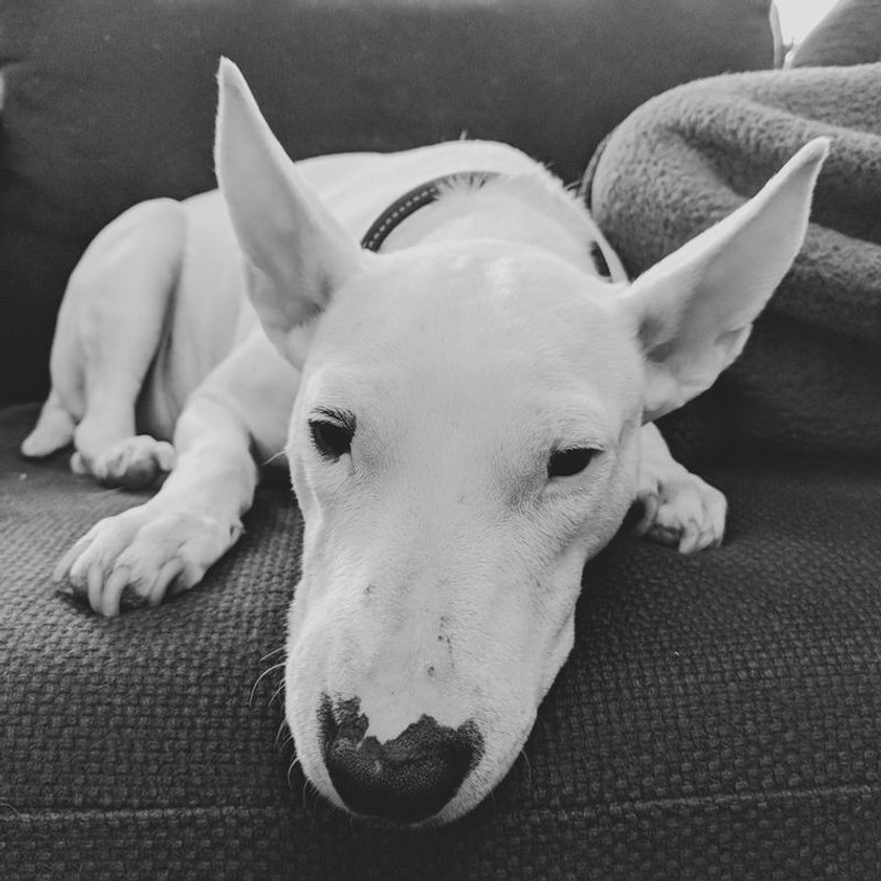 Bull Terrier Miniature - photo galerie 1