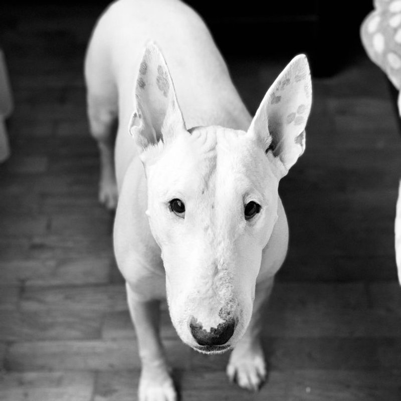Bull Terrier Miniature - photo galerie 2