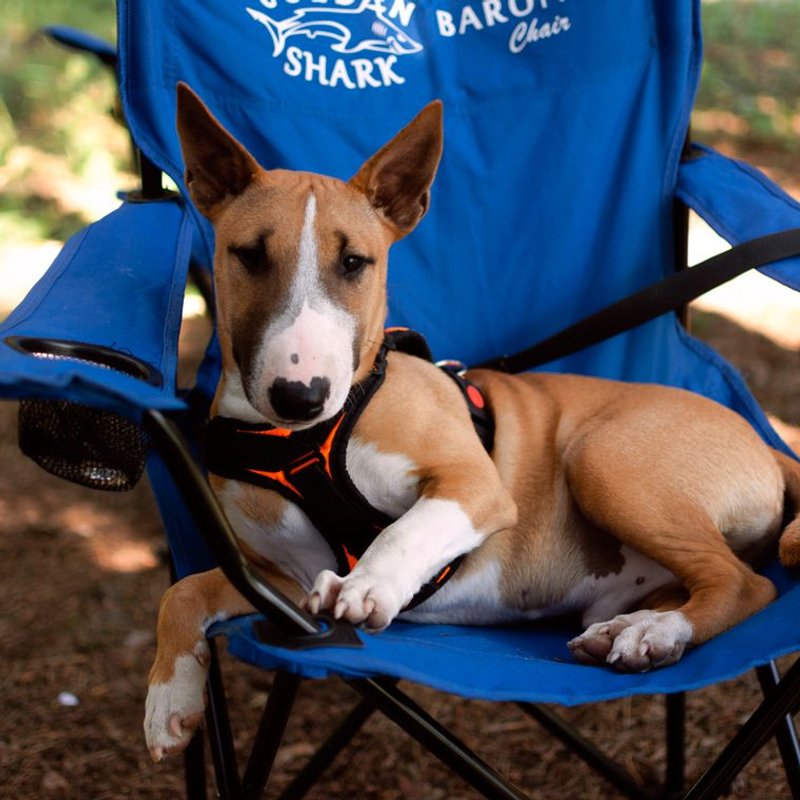 Bull Terrier Miniature - photo galerie 3