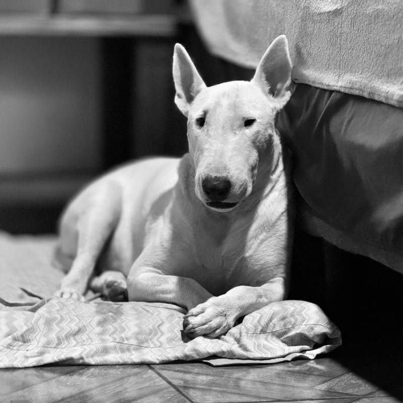 Bull Terrier Miniature - photo galerie 4