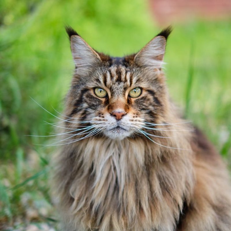 Maine coon - photo galerie 3