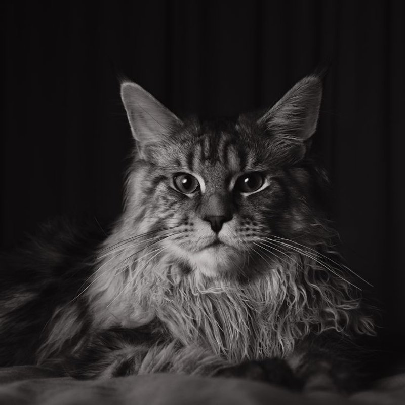 Maine coon - photo galerie 4