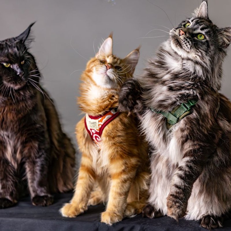 Maine coon - photo galerie 1