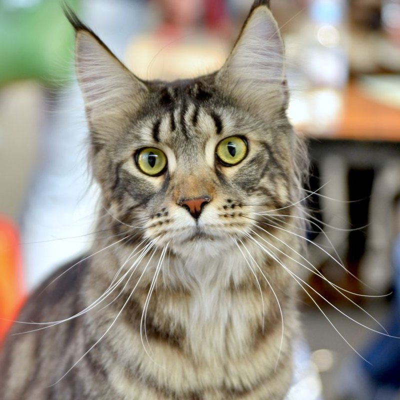 Maine coon - photo galerie 2