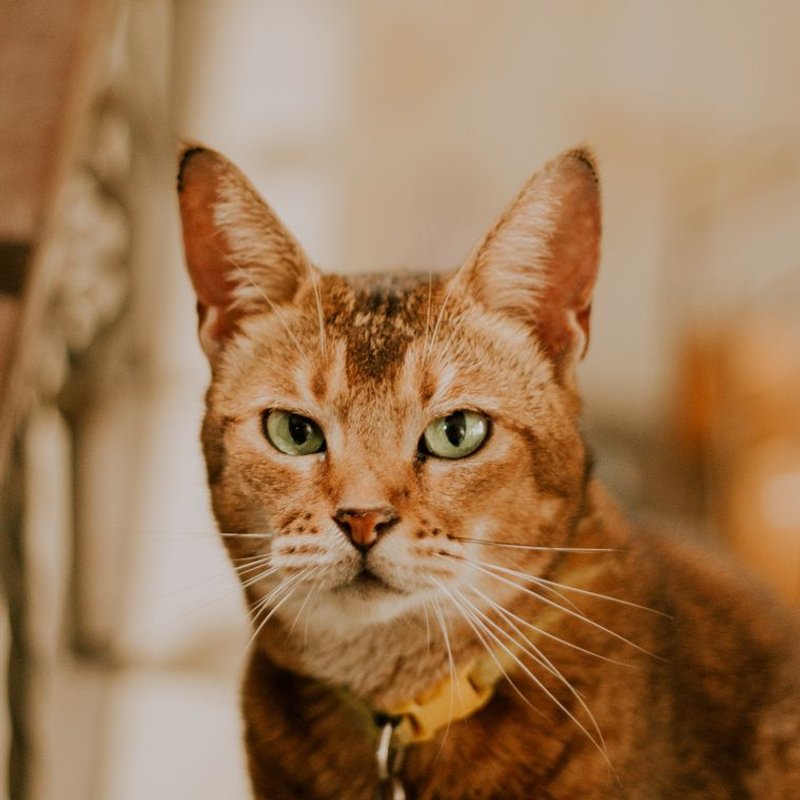 Abyssin - photo galerie 3