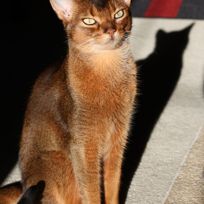 Abyssin - photo galerie 4