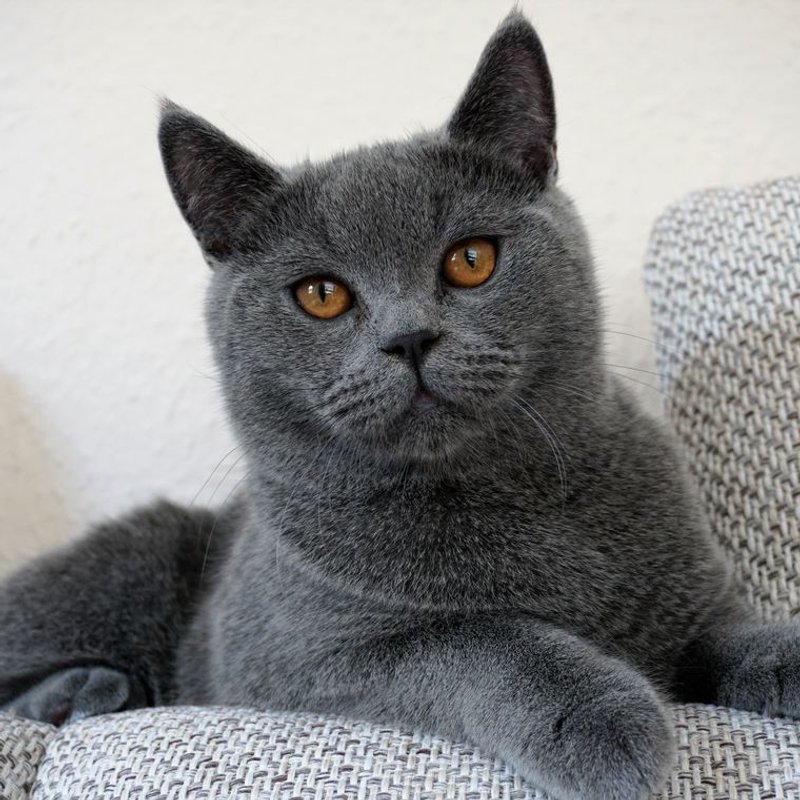 British Shorthair - photo galerie 1