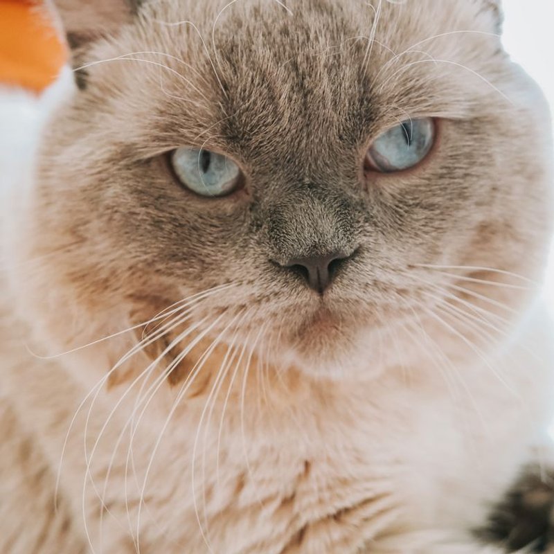 British Shorthair - photo galerie 2