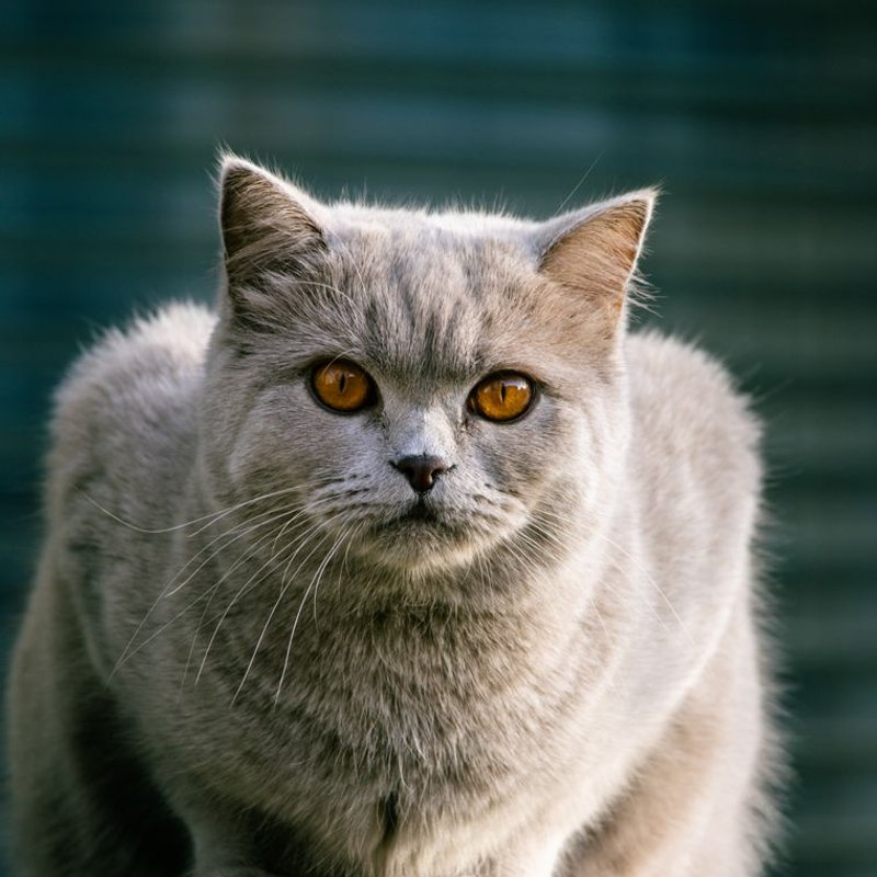 British Shorthair - photo galerie 3