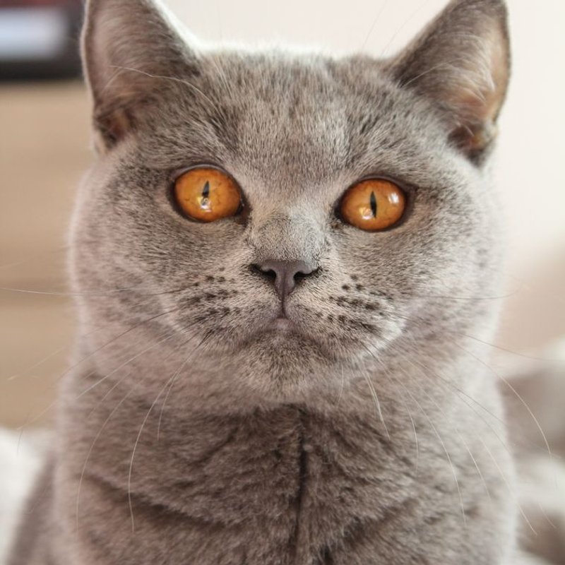 British Shorthair - photo galerie 4
