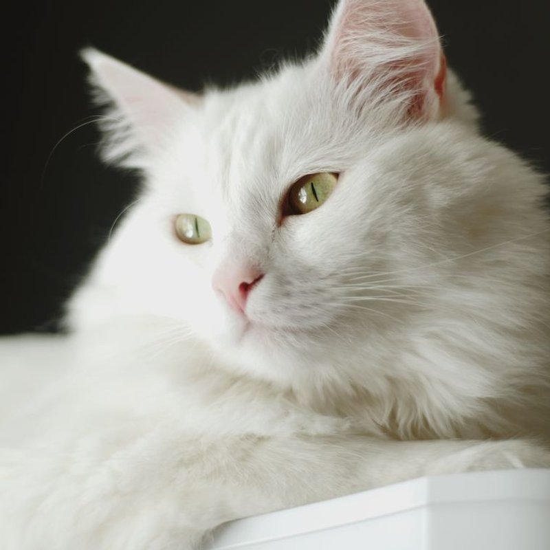 Angora Turc - photo galerie 3