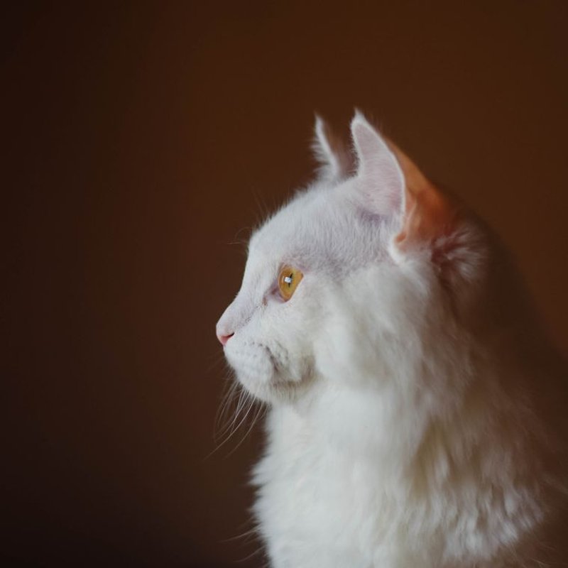 Angora Turc - photo galerie 1