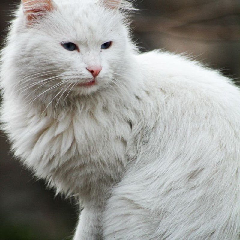 Angora Turc - photo galerie 4