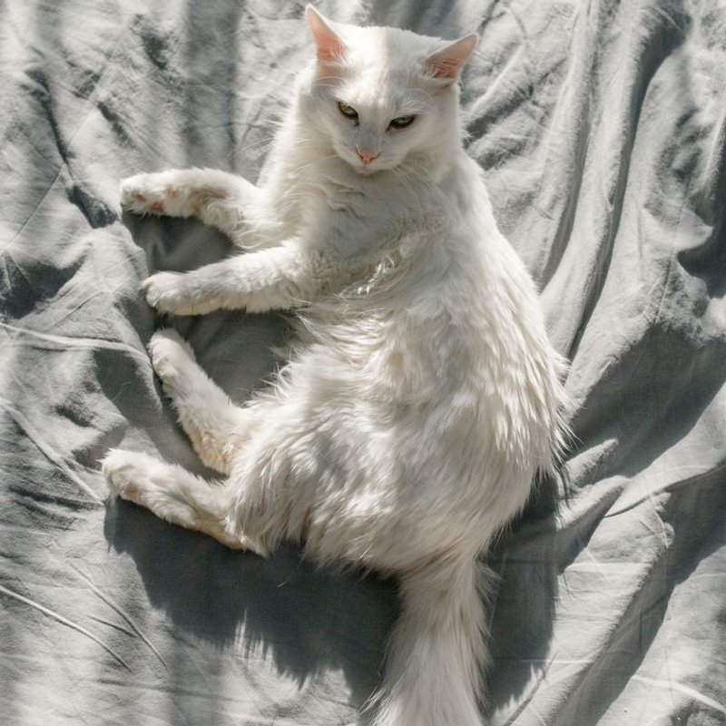 Angora Turc - photo galerie 2