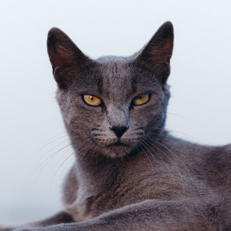 Bleu Russe - photo galerie 4