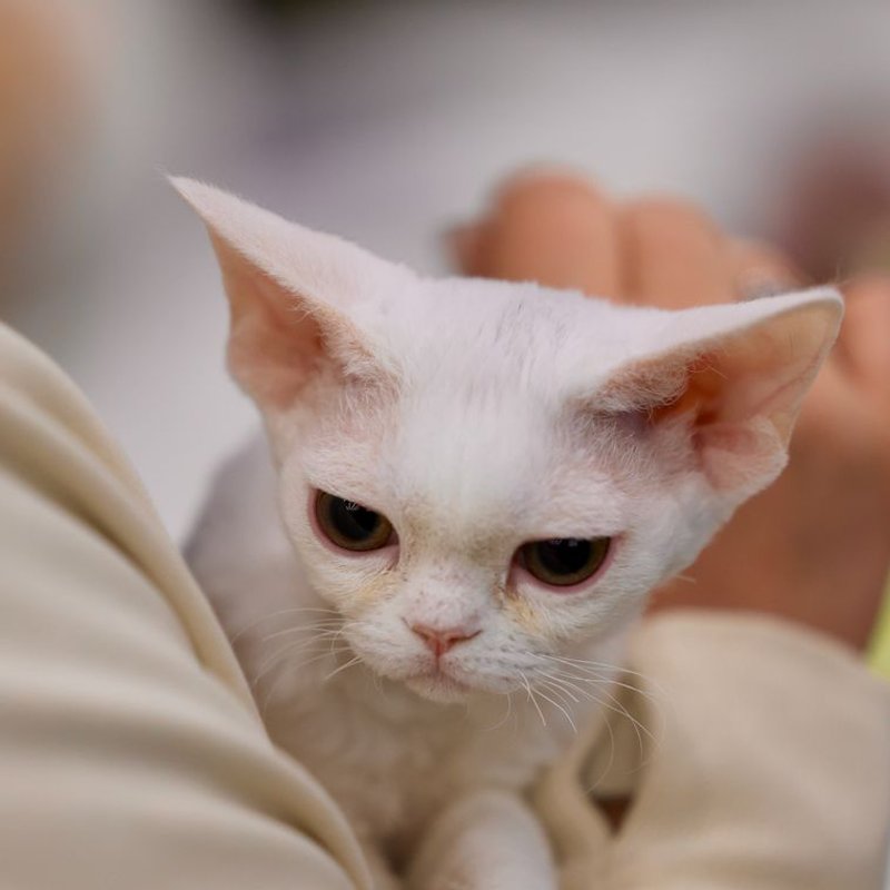 Devon Rex - photo galerie 1