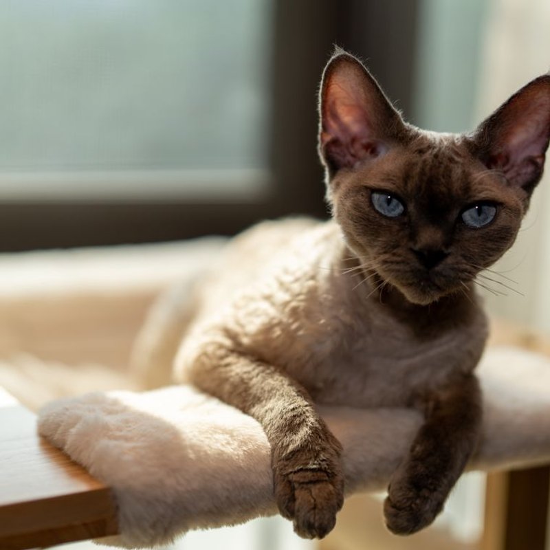 Devon Rex - photo galerie 3