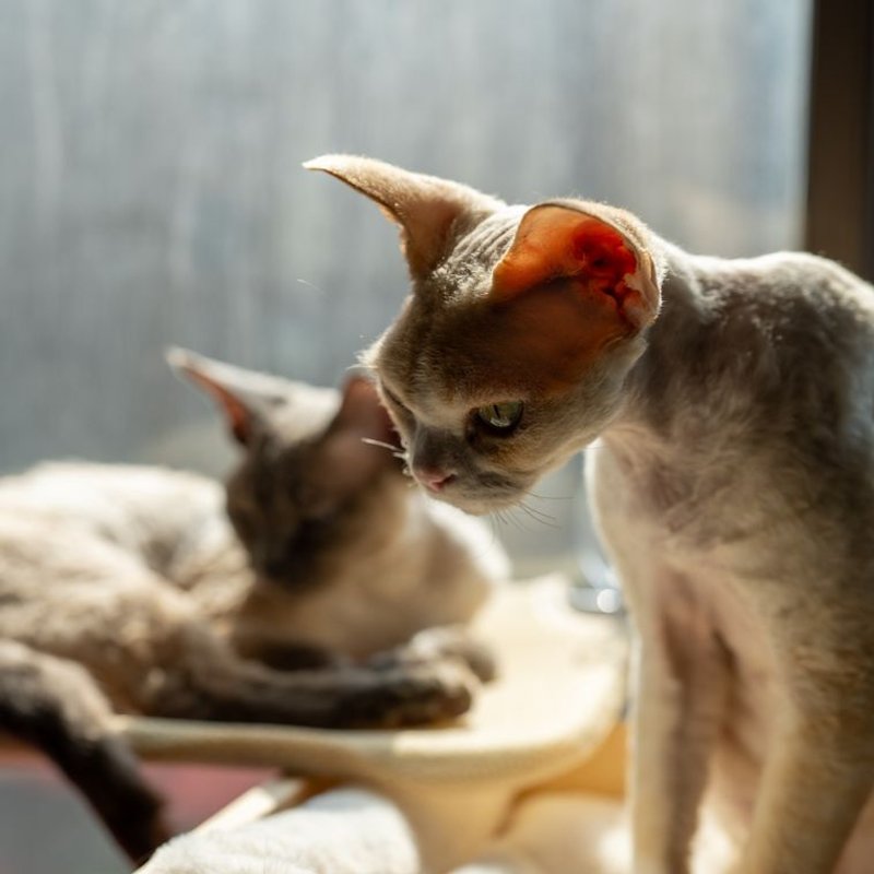 Devon Rex - photo galerie 2